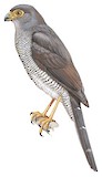 Barred Forest Falcon Illustration