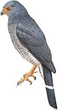 Plumbeous Forest Falcon Illustration