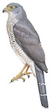 Lined Forest Falcon Illustration