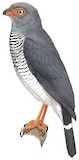 Cryptic Forest Falcon Illustration