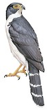 Slaty-backed Forest Falcon Illustration