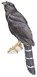 Collared Forest Falcon Illustration