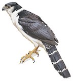 Buckley's Forest Falcon Illustration