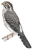 Spot-winged Falconet Illustration