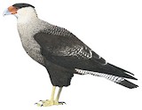 Crested Caracara Illustration