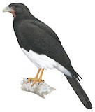 Red-throated Caracara Illustration