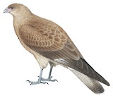 Chimango Caracara Illustration