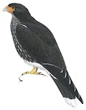 Carunculated Caracara Illustration