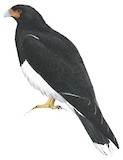 Mountain Caracara Illustration