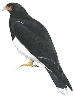 Mountain Caracara
