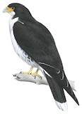 White-throated Caracara Illustration