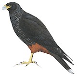 Striated Caracara Illustration