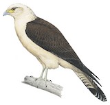 Yellow-headed Caracara Illustration