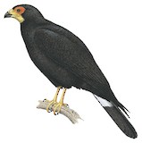 Black Caracara Illustration