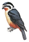 Collared Falconet Illustration