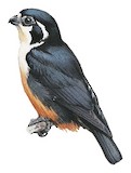 Black-thighed Falconet Illustration