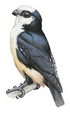 White-fronted Falconet Illustration