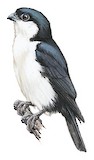 Philippine Falconet Illustration