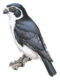 Pied Falconet Illustration