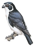 Pied Falconet Illustration