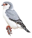 Pygmy Falcon Illustration