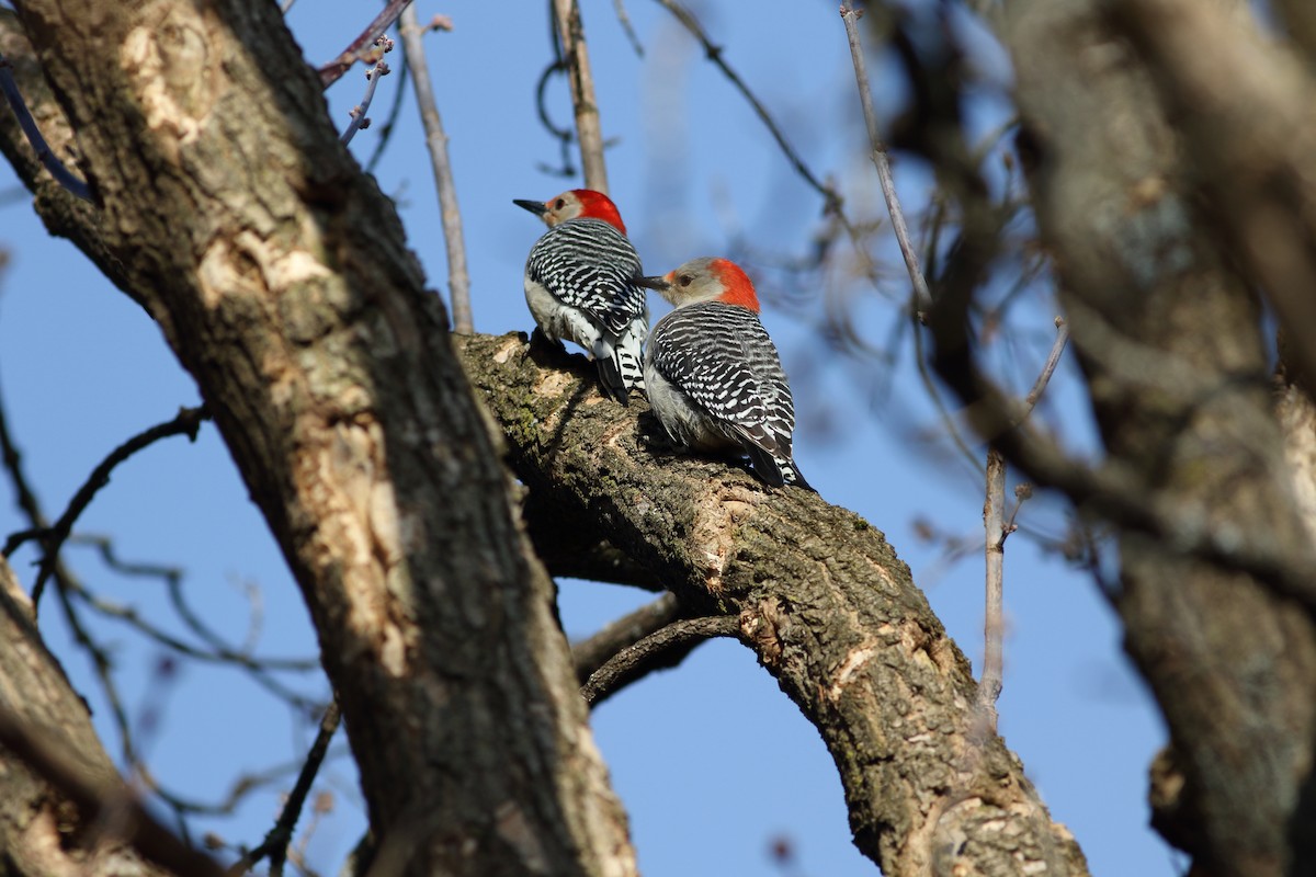 Red-bellied Woodpecker - Ken Haas