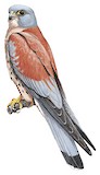 Lesser Kestrel Illustration