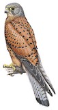 Rock Kestrel Illustration