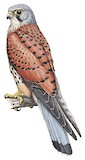 Common Kestrel Illustration