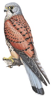 Eurasian Kestrel - Falco tinnunculus - Birds of the World