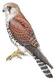 Malagasy Kestrel Illustration