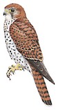 Mauritius Kestrel Illustration