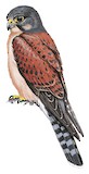 Seychelles Kestrel Illustration