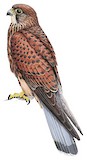 Spotted Kestrel Illustration