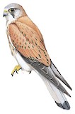 Nankeen Kestrel Illustration