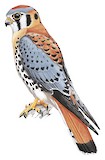 American Kestrel Illustration