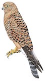 Greater Kestrel Illustration