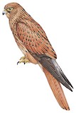 Fox Kestrel Illustration