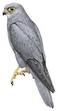 Grey Kestrel Illustration