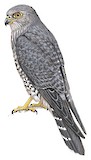 Banded Kestrel Illustration
