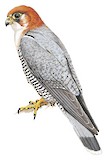 Red-necked Falcon Illustration