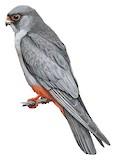 Red-footed Falcon Illustration