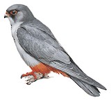 Amur Falcon Illustration