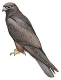 Eleonora's Falcon Illustration