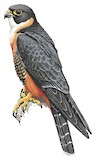 Orange-breasted Falcon Illustration