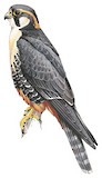 Aplomado Falcon Illustration