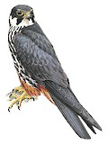 Eurasian Hobby Illustration