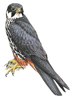 Eurasian Hobby - Falco subbuteo - Birds of the World