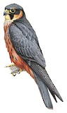 African Hobby Illustration