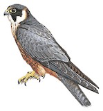 Australian Hobby Illustration